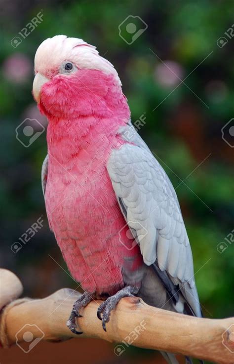 pictures of pink cockatoos - Yahoo Image Search Results | Parrot bird ...