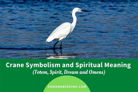 Crane Symbolism and Meaning (Totem, Spirit and Omens) - Sonoma Birding