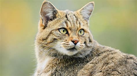 Gato montés, el pequeño cazador de cuatro continentes