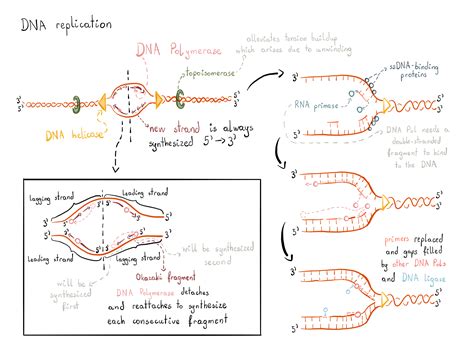 Dna Replication Drawing at GetDrawings | Free download