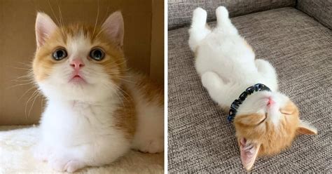 This Cute Kitten Is Going Viral On The Internet For His Adorable Way Of ...