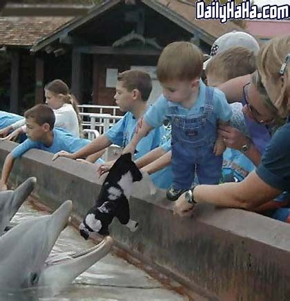 Dolphin Feeding