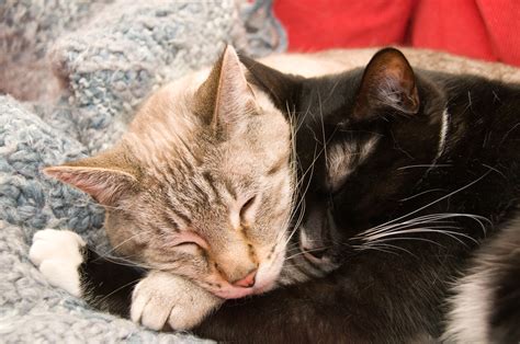 Free Images : cute, love, kitten, together, facial expression, hug ...