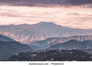 854 Baguio Tree Royalty-Free Images, Stock Photos & Pictures | Shutterstock