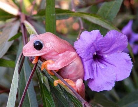 Pink Red Eye Tree Frogs | Red eye tree frog, Frog, Tree frogs