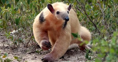 southern tamandua (Tamandua tetradactyla) - Biofaces - Bring Nature Closer