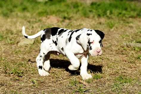 Pics Of Great Danes Puppies - Cute Puppies