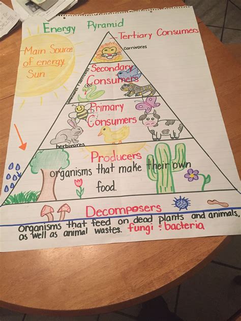 Food Chain Lesson Plan Grade 5