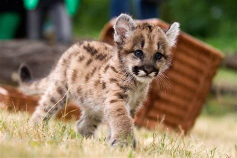 baby cougar! | Cougar Pride | Pinterest