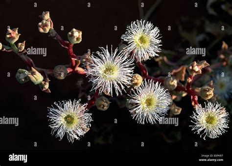 Namibia National Flower High Resolution Stock Photography and Images ...