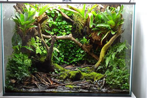 Dart Frog Vivarium With Fish - Paludarium 2021