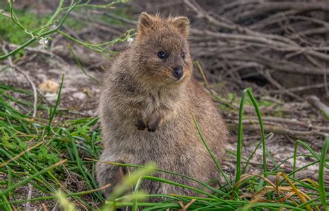 Quokka | San Diego Zoo Animals & Plants