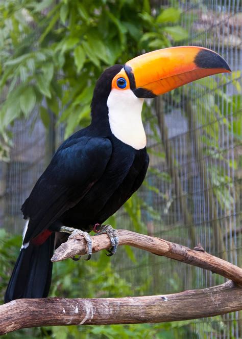 A toucan looks like a regular bird trying to deep throat a banana ...