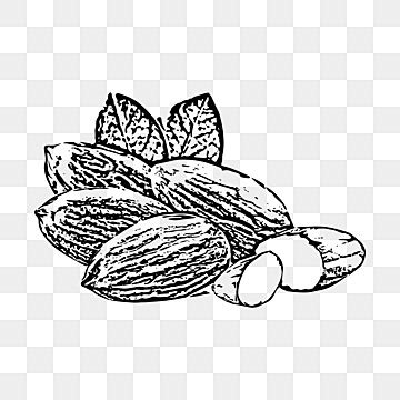 Almond Sketch Vector Art HD Images | Free Download on Pngtree