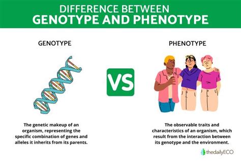 6 Differences Between Genotype and Phenotype - Summary and Examples