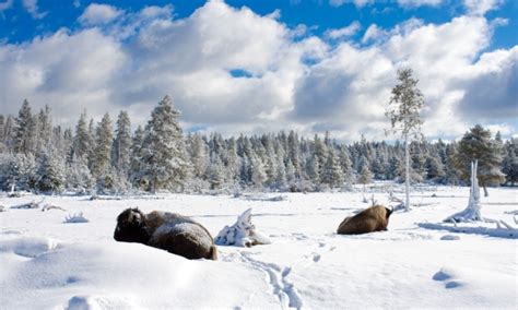 Yellowstone National Park Winter Vacations & Activities - AllTrips