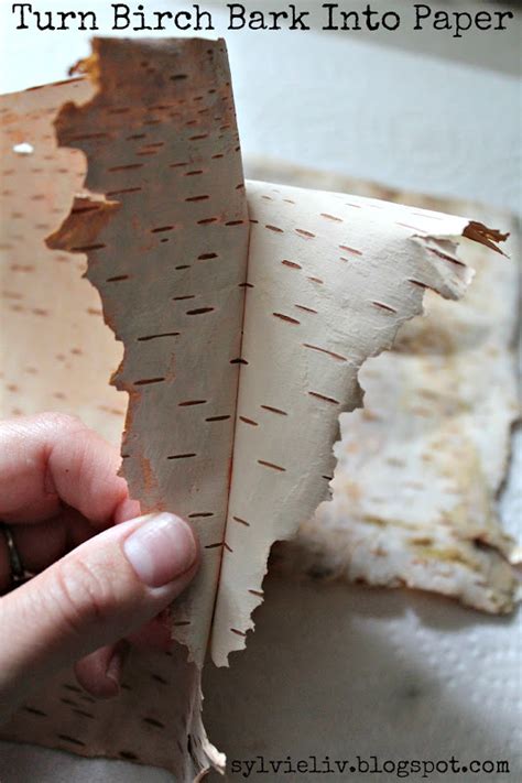 Sylvie Liv: How To Turn Birch Bark Into Paper