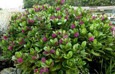 Hebe speciosa: Small evergreen shrub that bees love - San Francisco ...