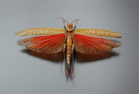 Grasshopper With Spread Wings Stock Photo - Image of vivid, creepy: 9938582