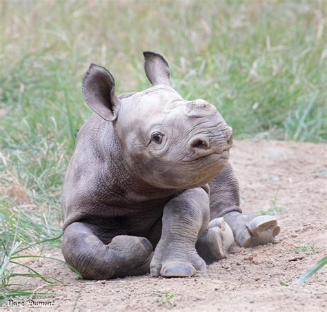 Baby's Day Out: Video Of Baby Rhino Having 'Zoomies' Goes Viral ...