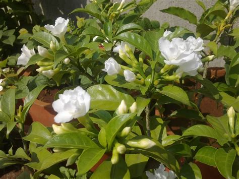 Plants Growing In My Potted Garden.: Crape Jasmine/Carnation Of India