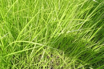 Yellow Nutsedge, Tiger nut Edible Plant