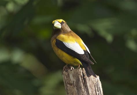 Evening Grosbeak Male | You said what? | Jerry McFarland | Flickr