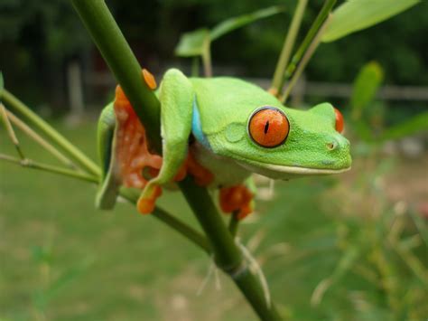 Tree Frog | Animal Wildlife