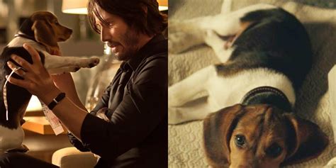 What Happened to the Puppy Killed in the First 'John Wick' Movie?