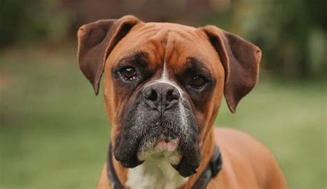 50 Good Boxer Dog Names | Pet Reader