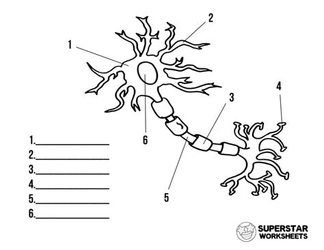 Neuron Cell Worksheets - Superstar Worksheets