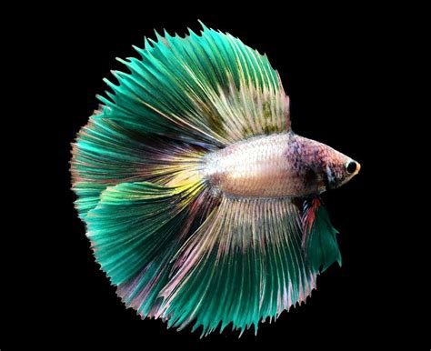 Rare Types Of Betta Fish : The Fascinating Origin Of Betta Fish And ...