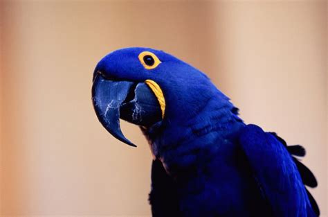 Hyacinth Macaw Facts, Care as Pets, Housing, Diet, Images, Video