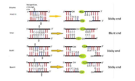 Restriction Enzymes: Types & Examples – StudiousGuy