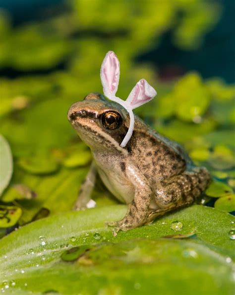 Cute Pictures Of Frogs With Hats - img-doozy