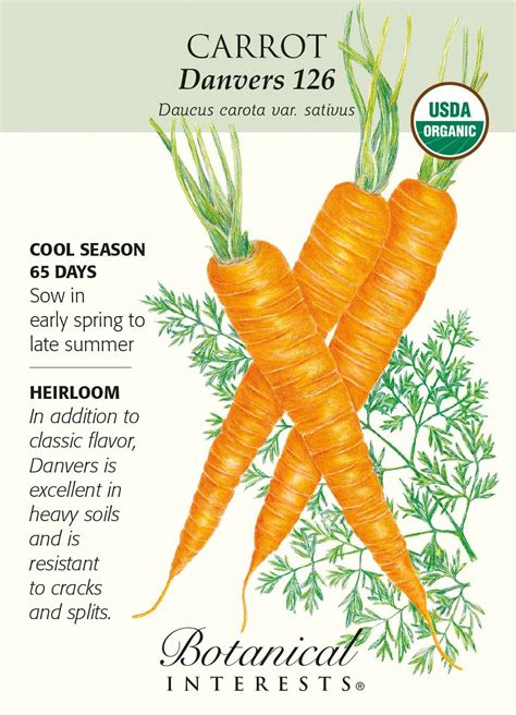 Danvers 126 Carrot Seeds - 1 gram - Organic - Hirt's Gardens