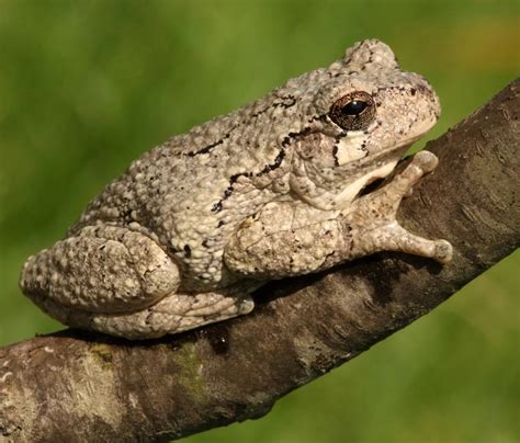 16 Types of Tree Frogs Found in the USA! (ID Guide) - Bird Watching HQ