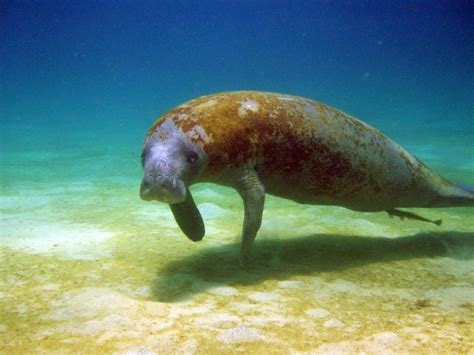 Antillian manatee /Manatí Antillano | Scientifi name: Triche… | Flickr