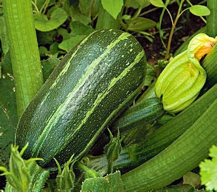 Zucchini Plants | White Flower Farm