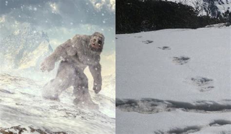 The Hitavada - Army finds ‘Yeti’ in Himalayas?