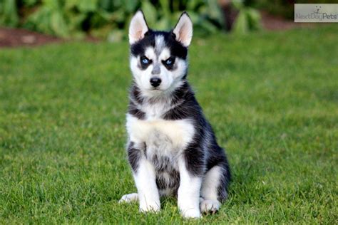 Gift adorable siberian husky puppies for adoption