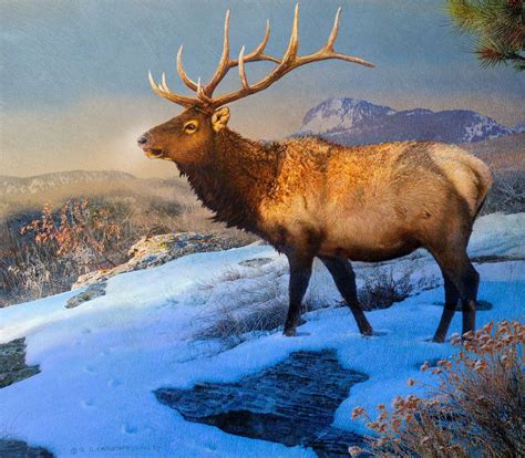 Mountain Elk II - 12x13.75 image on 16x17.75 Giclée | North american ...