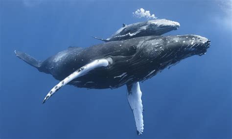 Blue whale | Heretix Forum