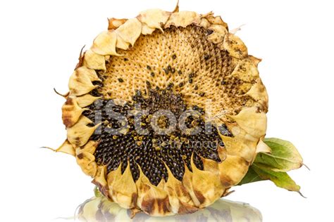 Sunflower Head And Seeds Stock Photo | Royalty-Free | FreeImages