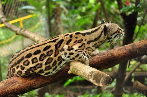 Margay Cat Facts, Size, Habitat, Diet, Kitten, with Pictures