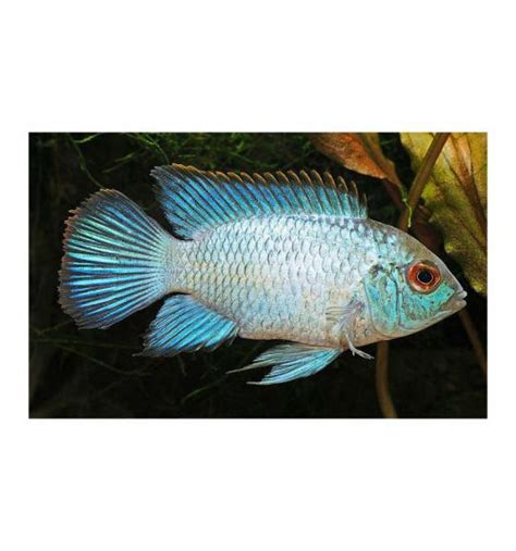 Blue Acara - Live Fish Direct