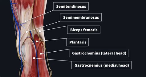 Knee Anatomy Neurovascular - Human Anatomy