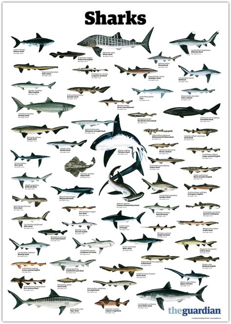 trynottodrown: a few different shark species (full size) … | Types of ...