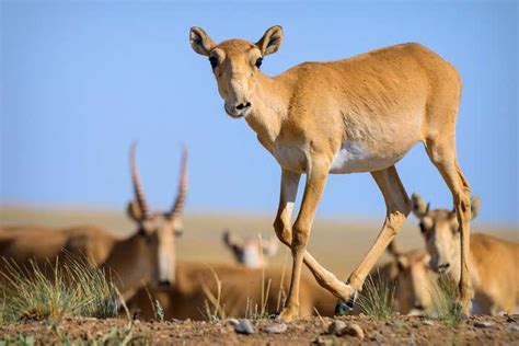 Wildlife summit to consider global ban on saiga antelope trade | New ...