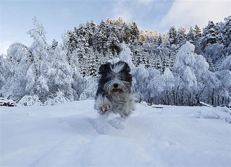 Dogs Playing in Snow Will Melt Your Heart - Dog Fancast